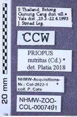 Etiketten zu Priopus nutritus (NHMW-ZOO-COL-0007491)